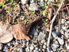 Fox Moth (Macrothylacia rubi)