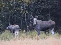 Moose (Alces alces)