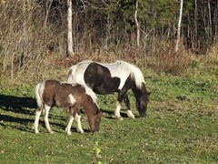 Hest (Equus caballus)