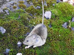 Storskogmus (Apodemus flavicollis)