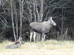 Moose (Alces alces)