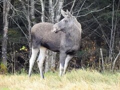 Moose (Alces alces)