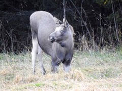 Moose (Alces alces)