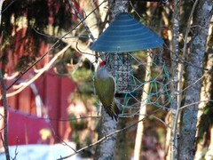 Gråspett (Picus canus)