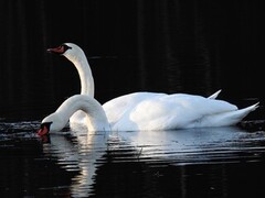 Knoppsvane (Cygnus olor)