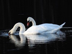 Knoppsvane (Cygnus olor)