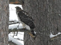 Hønsehauk (Accipiter gentilis)