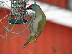 Grey-headed Woodpecker (Picus canus)