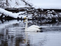 Whooper Swan (Cygnus cygnus)
