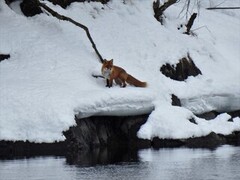 Rødrev (Vulpes vulpes)