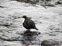 Dipper (Cinclus cinclus)