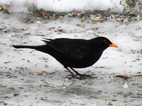 Common Blackbird (Turdus merula)