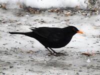 Svarttrost (Turdus merula)