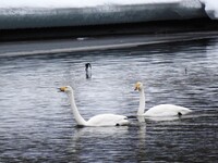 Whooper Swan (Cygnus cygnus)