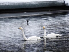 Whooper Swan (Cygnus cygnus)