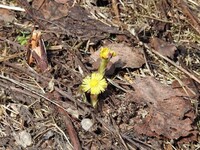 Hestehov (Tussilago farfara)