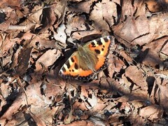 Neslesommerfugl (Aglais urticae)