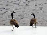 Canada Goose (Branta canadensis)