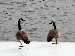 Canada Goose (Branta canadensis)