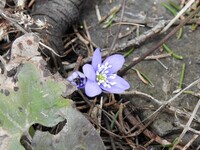 Liverleaf  (Blue anemone) (Hepatica nobilis)
