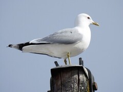 Mew Gull (Larus canus)