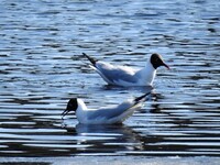 Black-headed Gull (Chroicocephalus ridibundus)