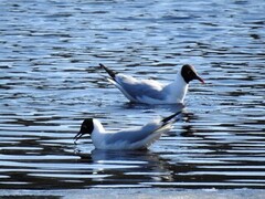 Black-headed Gull (Chroicocephalus ridibundus)