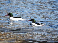 Goosander (Mergus merganser)