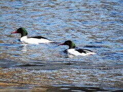 Laksand (Mergus merganser)