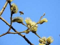 European Honey Bee (Apis mellifera)