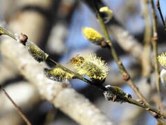 Selje (Salix caprea)