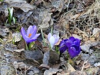 Crocus (Crocus)