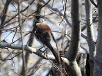Fieldfare (Turdus pilaris)