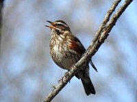 Redwing (Turdus iliacus)