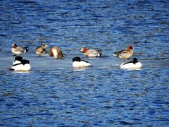 Eurasian Wigeon (Anas penelope)