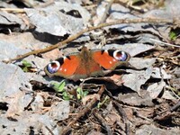 Peacock Butterfly (Aglais io)