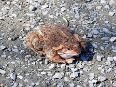 Padde (Bufo bufo)