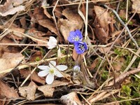 Liverleaf  (Blue anemone) (Hepatica nobilis)