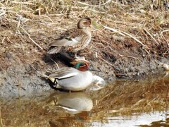 Eurasian Teal (Anas crecca)