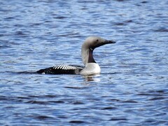 Storlom (Gavia arctica)