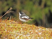 Pied Flycatcher (Ficedula hypoleuca)
