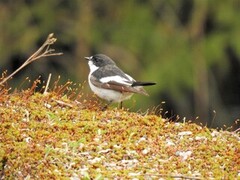 Pied Flycatcher (Ficedula hypoleuca)