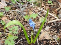 Russeblåstjerne (Othocallis siberica)