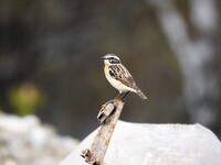 Whinchat (Saxicola rubetra)