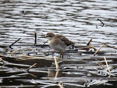 Wood Sandpiper (Tringa glareola)