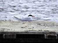 Common Tern (Sterna hirundo)