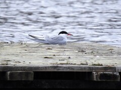 Makrellterne (Sterna hirundo)