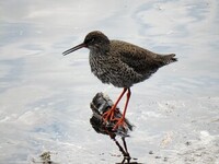 Common Redshank (Tringa totanus)