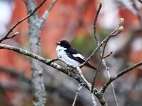 Svarthvit fluesnapper (Ficedula hypoleuca)