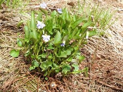 Engfiol (Viola canina)